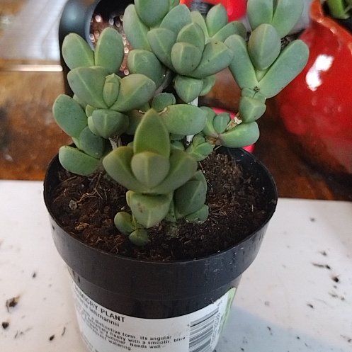 Photo of the plant species Mimicry Rock Plant by @WholeAjídulce named Miley on Greg, the plant care app