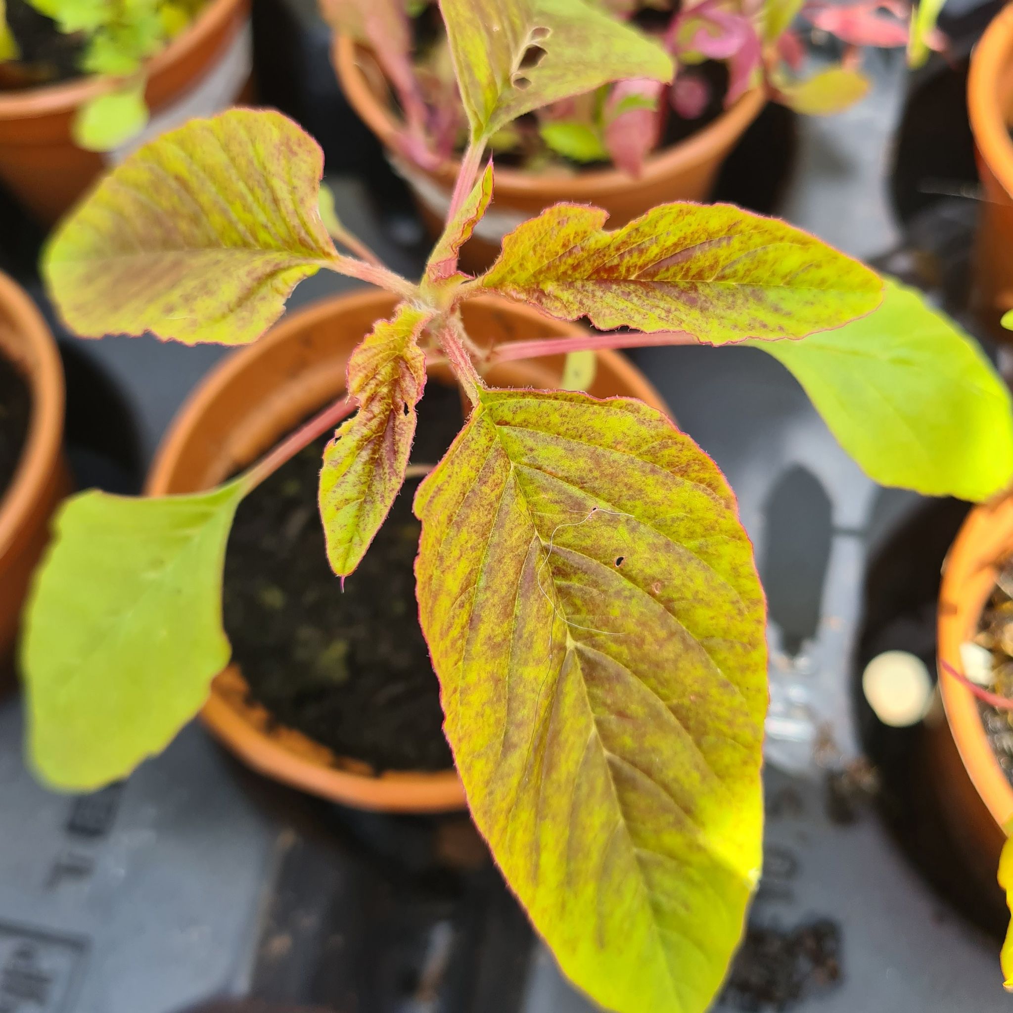 Purple Amaranth plant with yellowing and browning leaves in a pot.