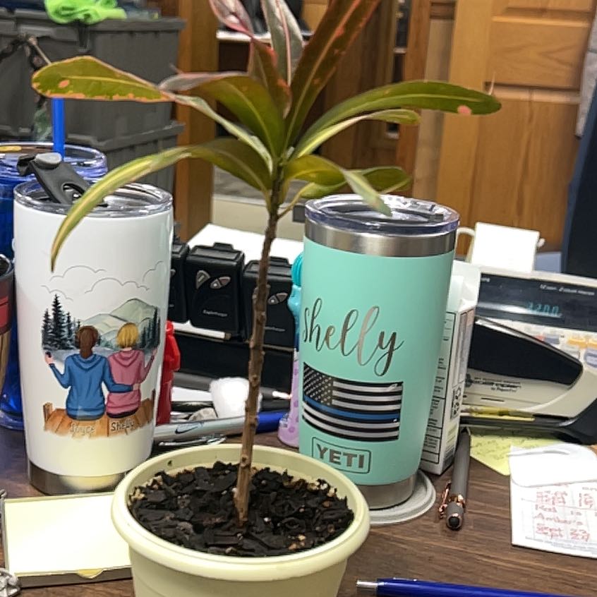 Photo of the plant species Croton Burning Bush by @ZingyBanana named Planty on Greg, the plant care app