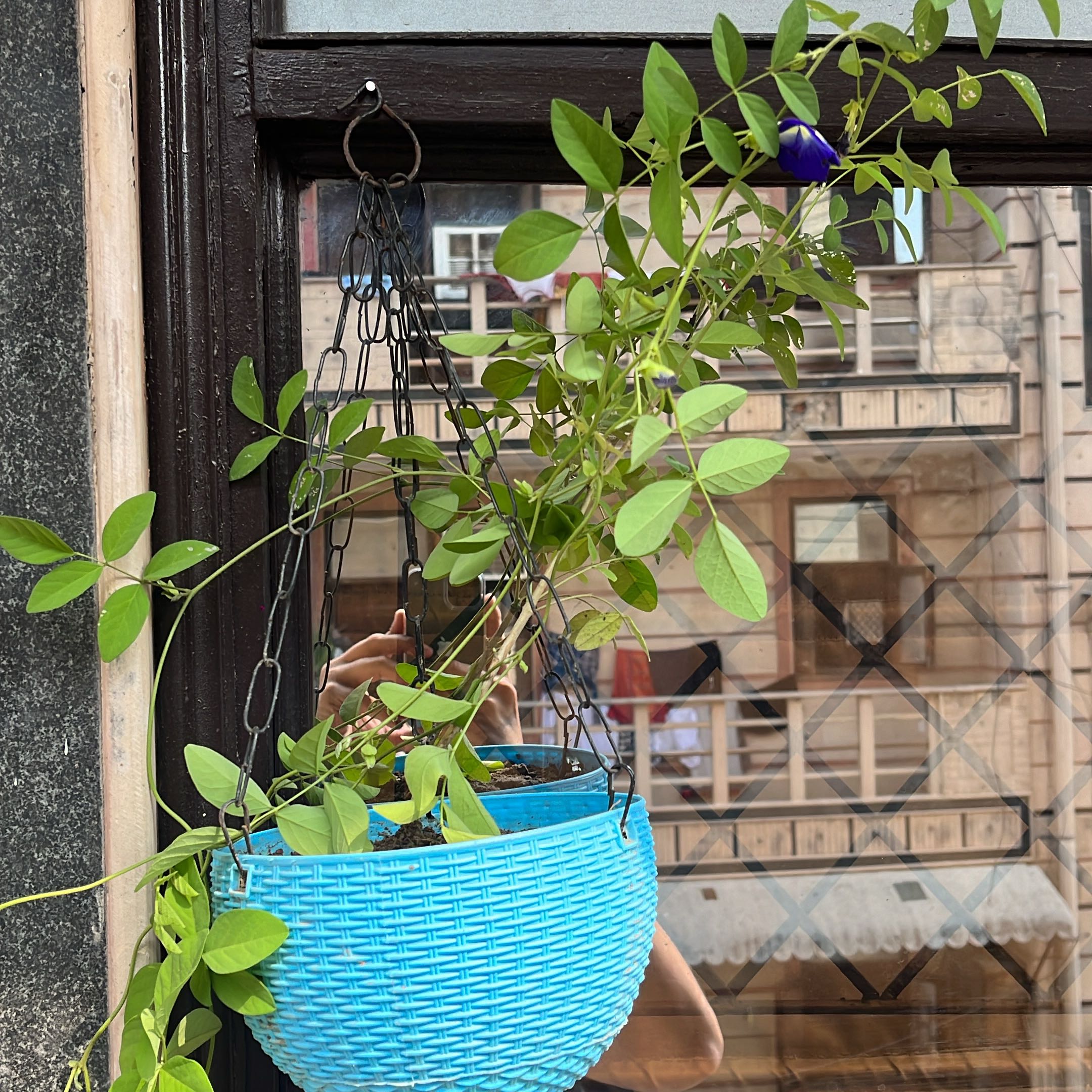 Hanging Asian Pigeonwings plant in a blue basket with green leaves and a blue flower.