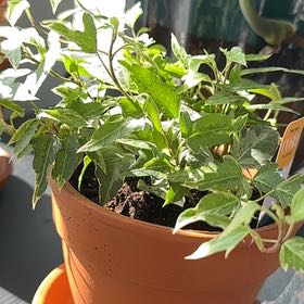 Photo of the plant species Little Herman Ivy by @JollyEmerald named Aria on Greg, the plant care app