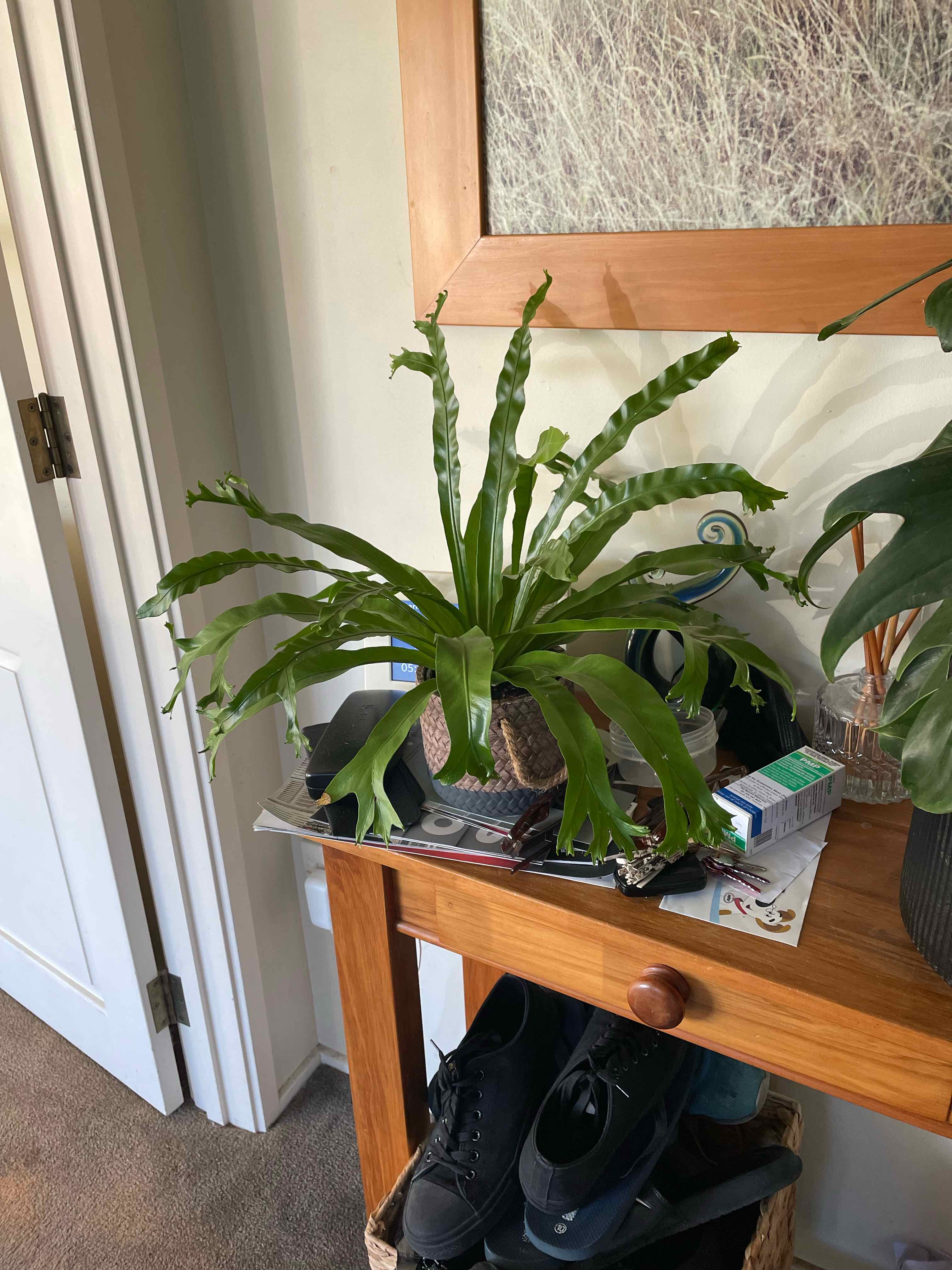 Chrissy Fern on a wooden table, healthy green leaves, no visible soil or flowers.