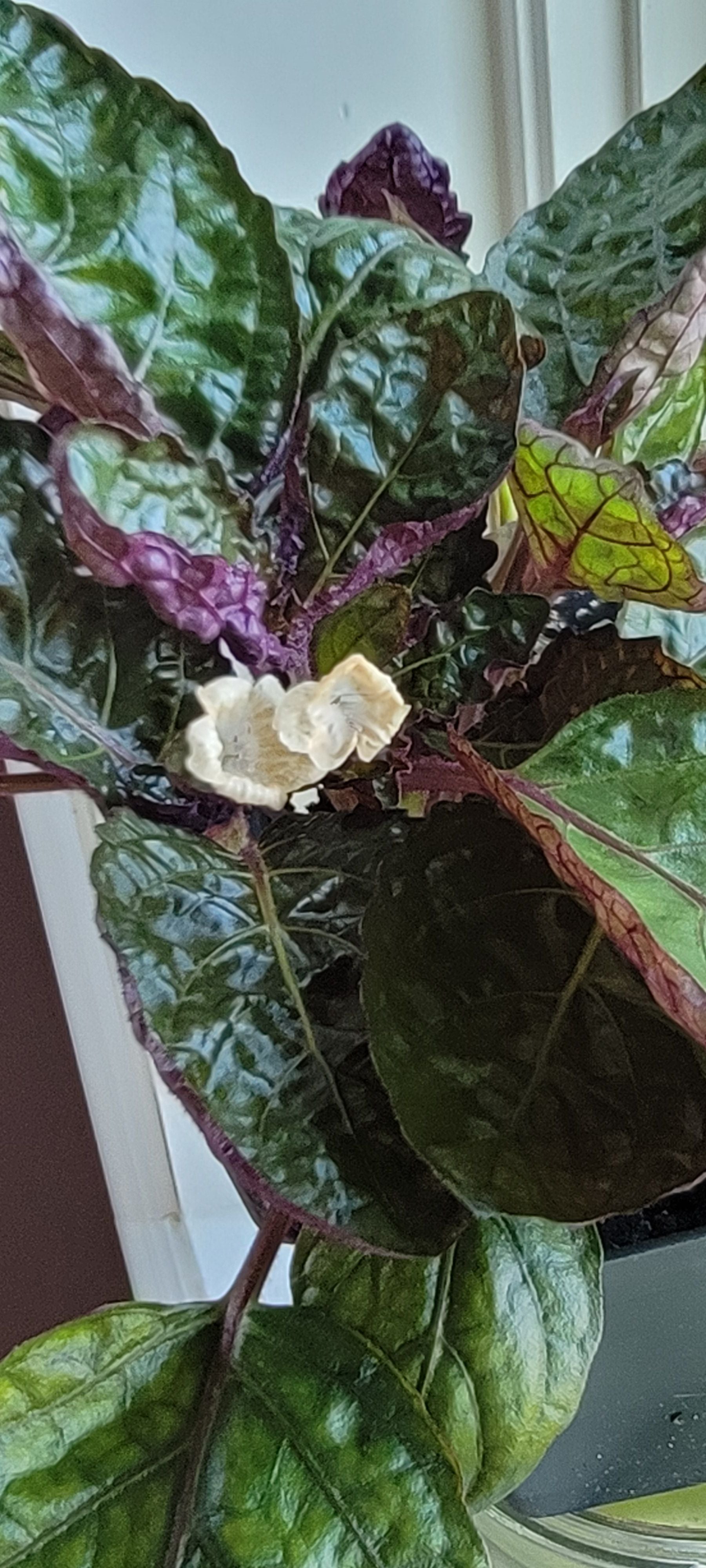 3 Tips for Healing Brown Spots on Your Red Ivy 🩹