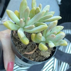 Photo of the plant species Graptoveria 'Bella' by @RadApplerose named Hemingway on Greg, the plant care app