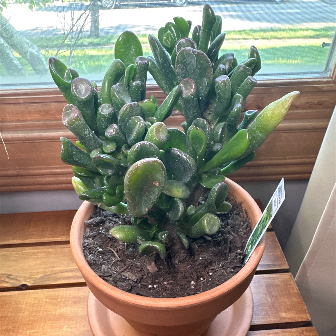 Fiona