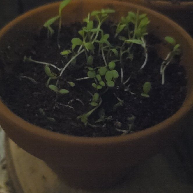 Photo of the plant species Shasta Daisy 'Silver Princess' by @JollySonomasage named MiMi on Greg, the plant care app