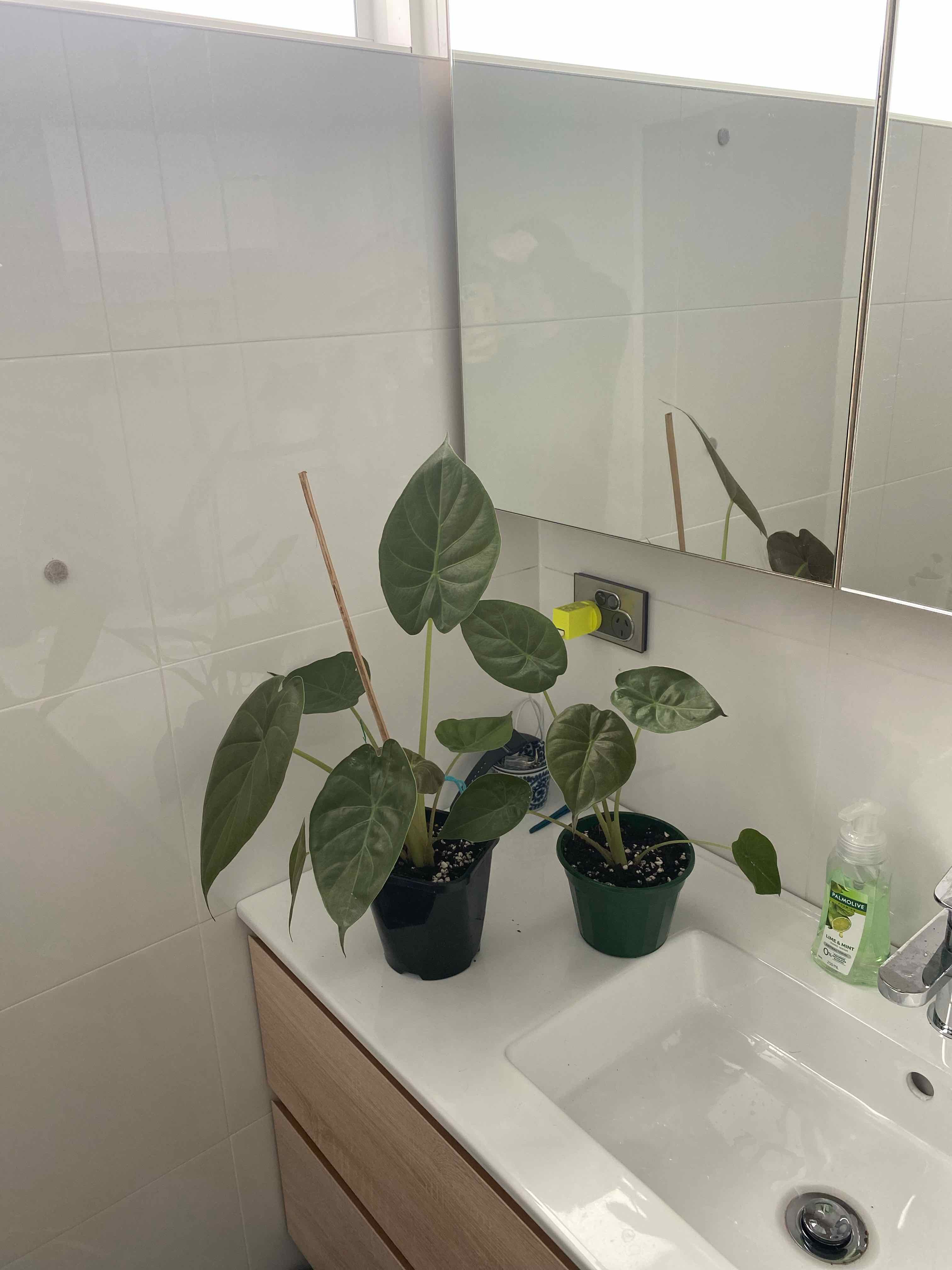 Two New Guinea Shield plants in pots on a bathroom sink with large green leaves.