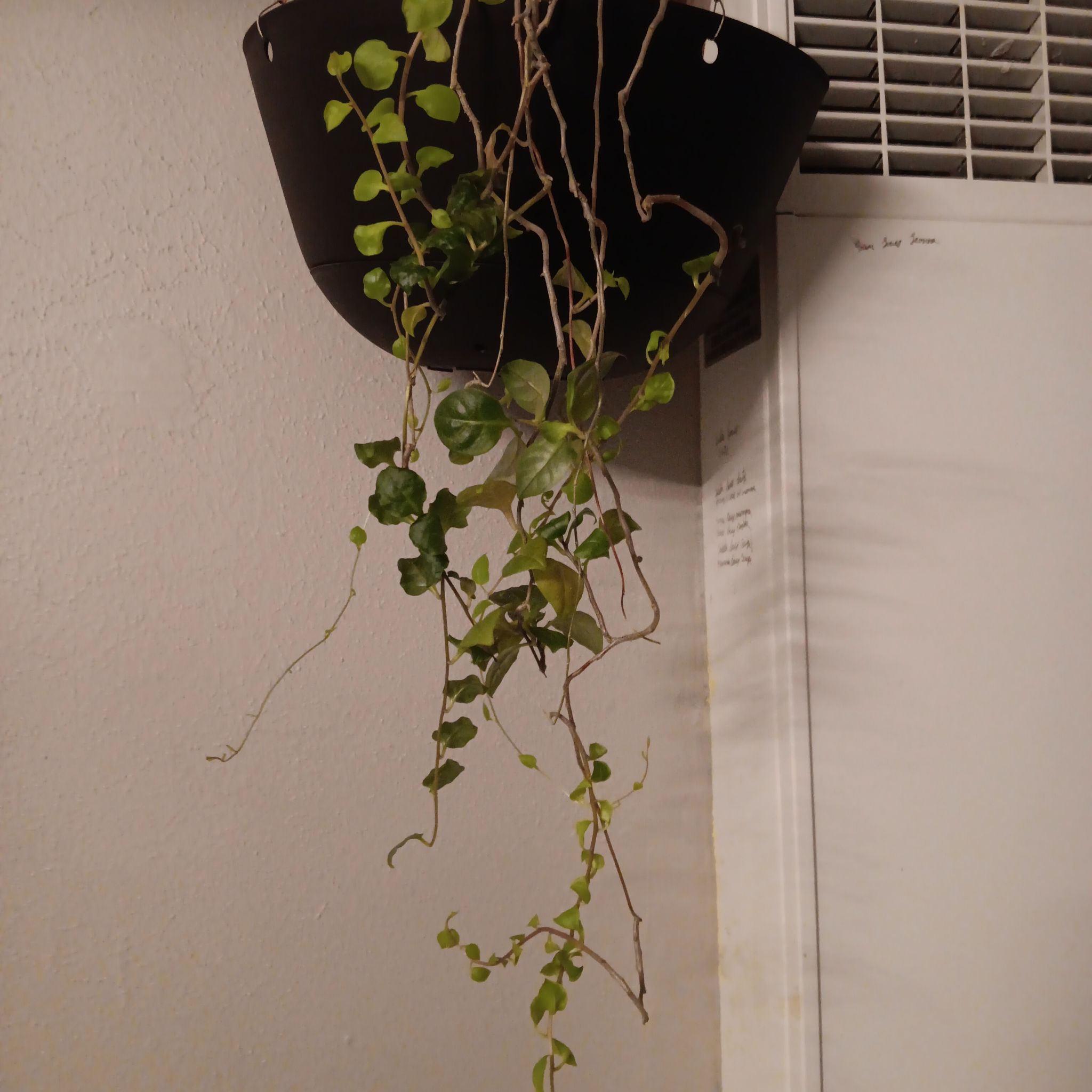 Hanging Madeira Vine plant with trailing vines and some yellowing and browning leaves.