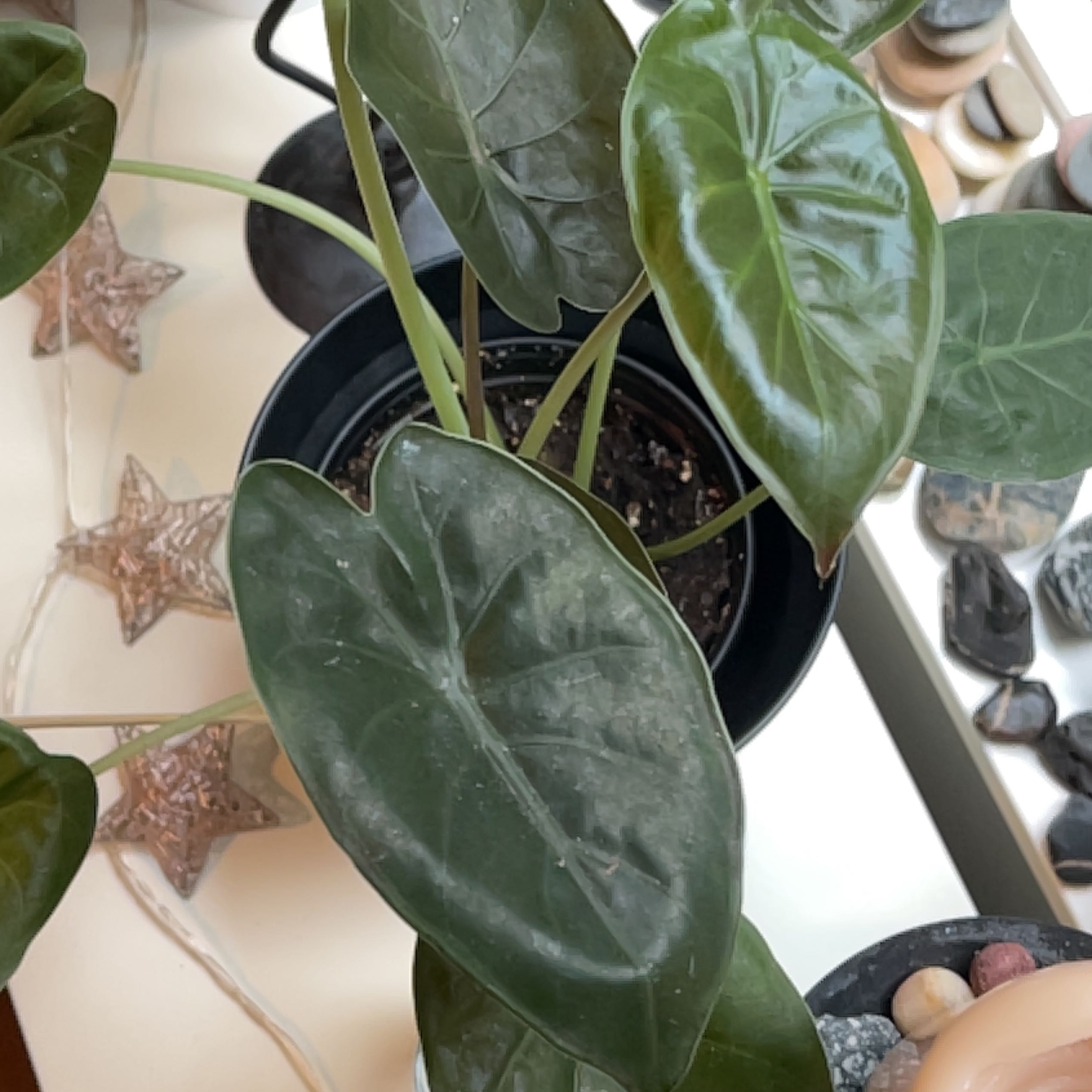 New Guinea Shield plant with large, dark green leaves in a pot with visible soil.