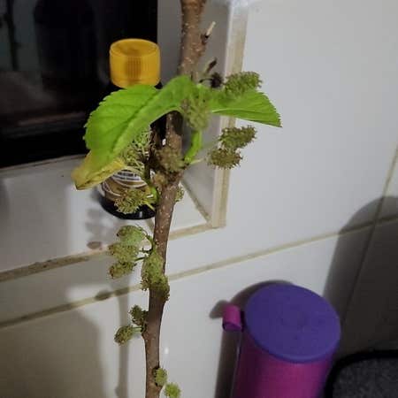 Photo of the plant species Black Mulberry by @BBBrooksy named Mulberry on Greg, the plant care app