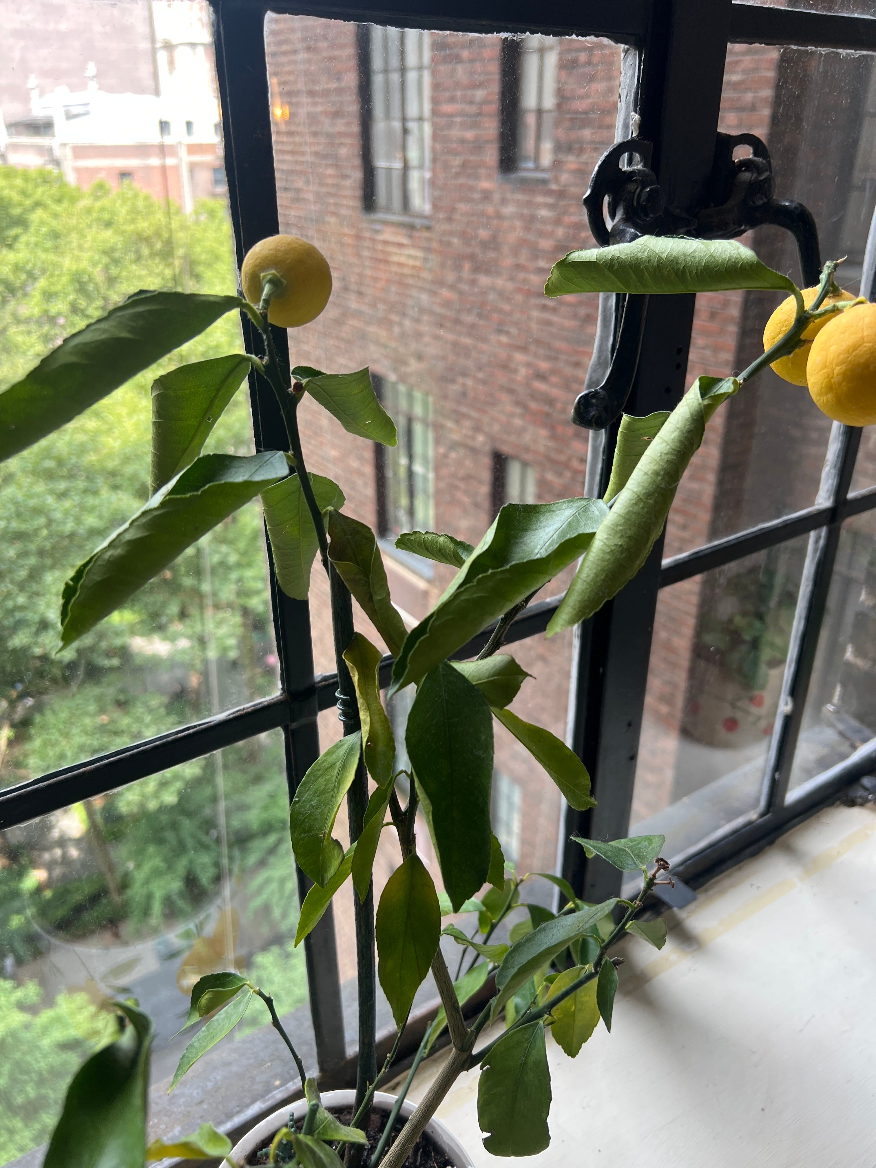 Thornless Lemon Tree Care 101 Water, Light & Growing Tips