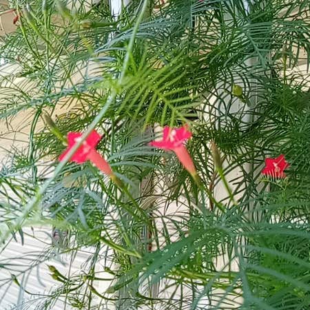 Photo of the plant species Cypress Vine by @MaturePinkball named Oscar on Greg, the plant care app