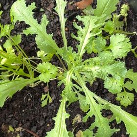 Photo of the plant species Groundsel by @UniquelyCowbane named Pax on Greg, the plant care app