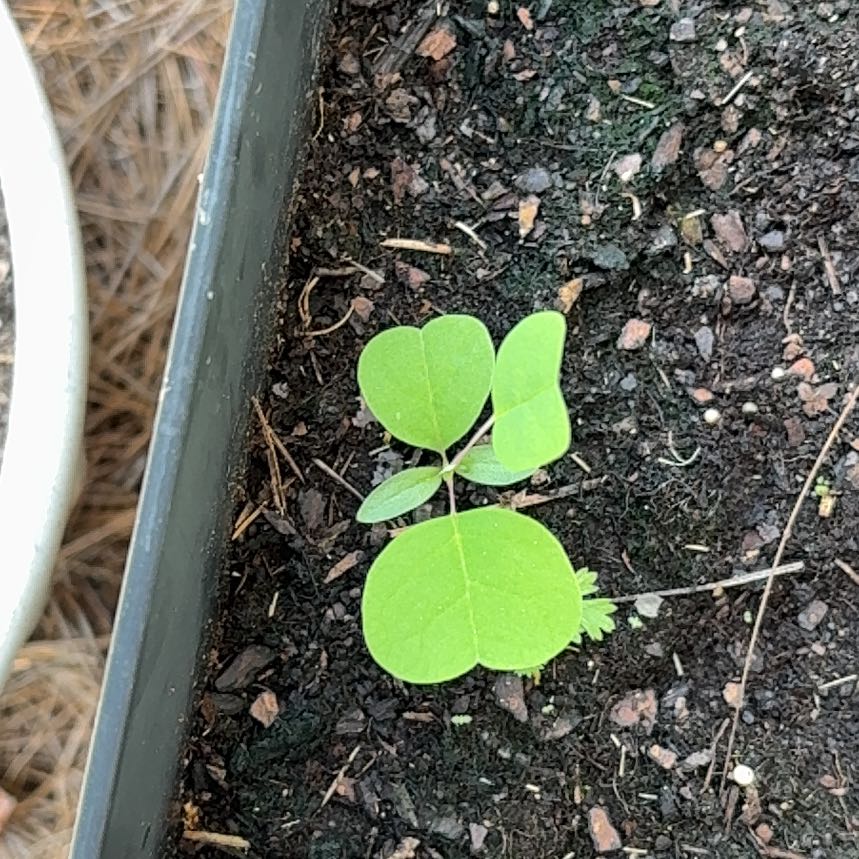 Photo of the plant species American Hogpeanut by @UniquelyCowbane named Gobi on Greg, the plant care app