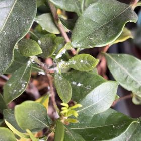 Photo of the plant species Garden Privet by @UniquelyCowbane named Zeus on Greg, the plant care app