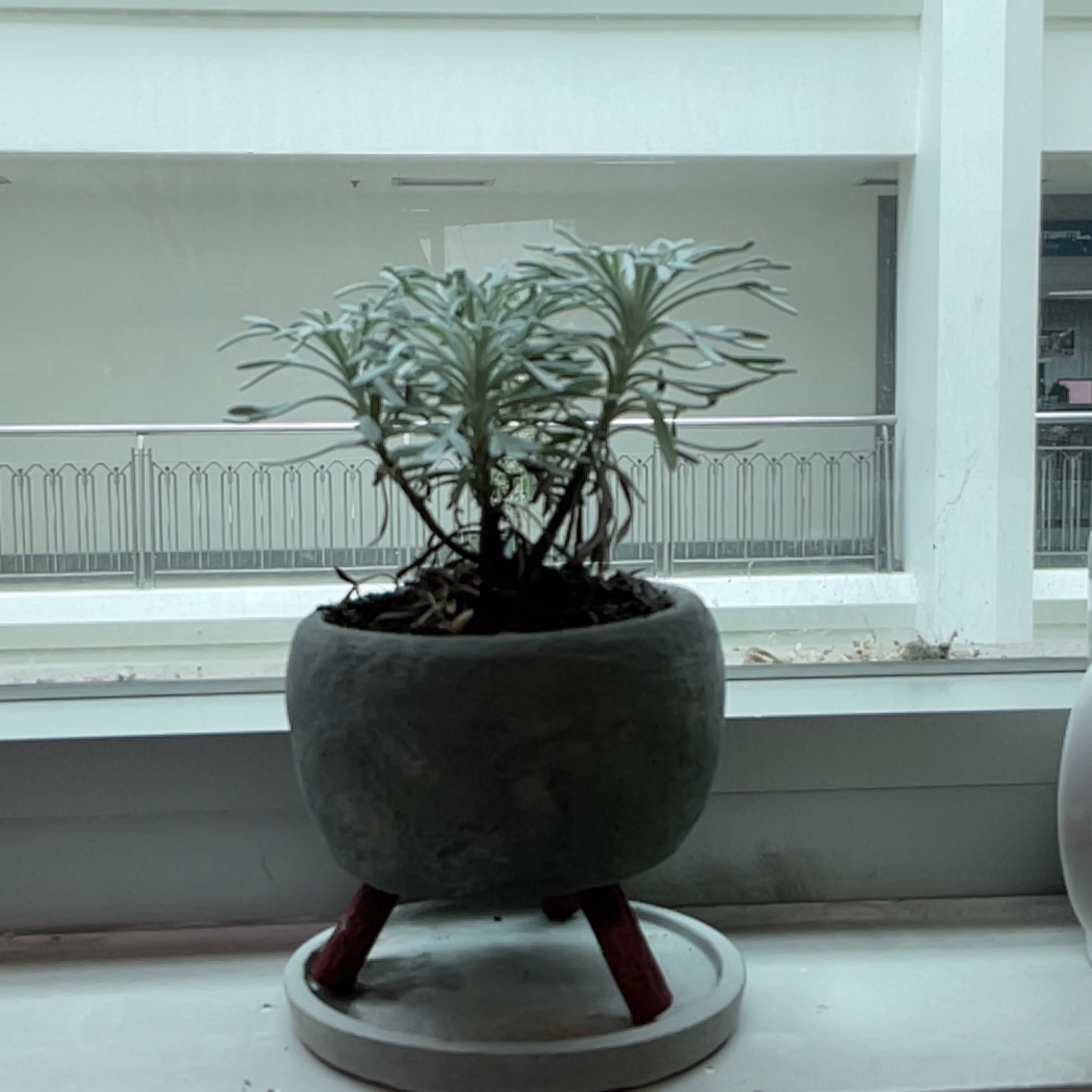 Photo of the plant species Crossostephium chinense by @CapableBagpod named Dip on Greg, the plant care app
