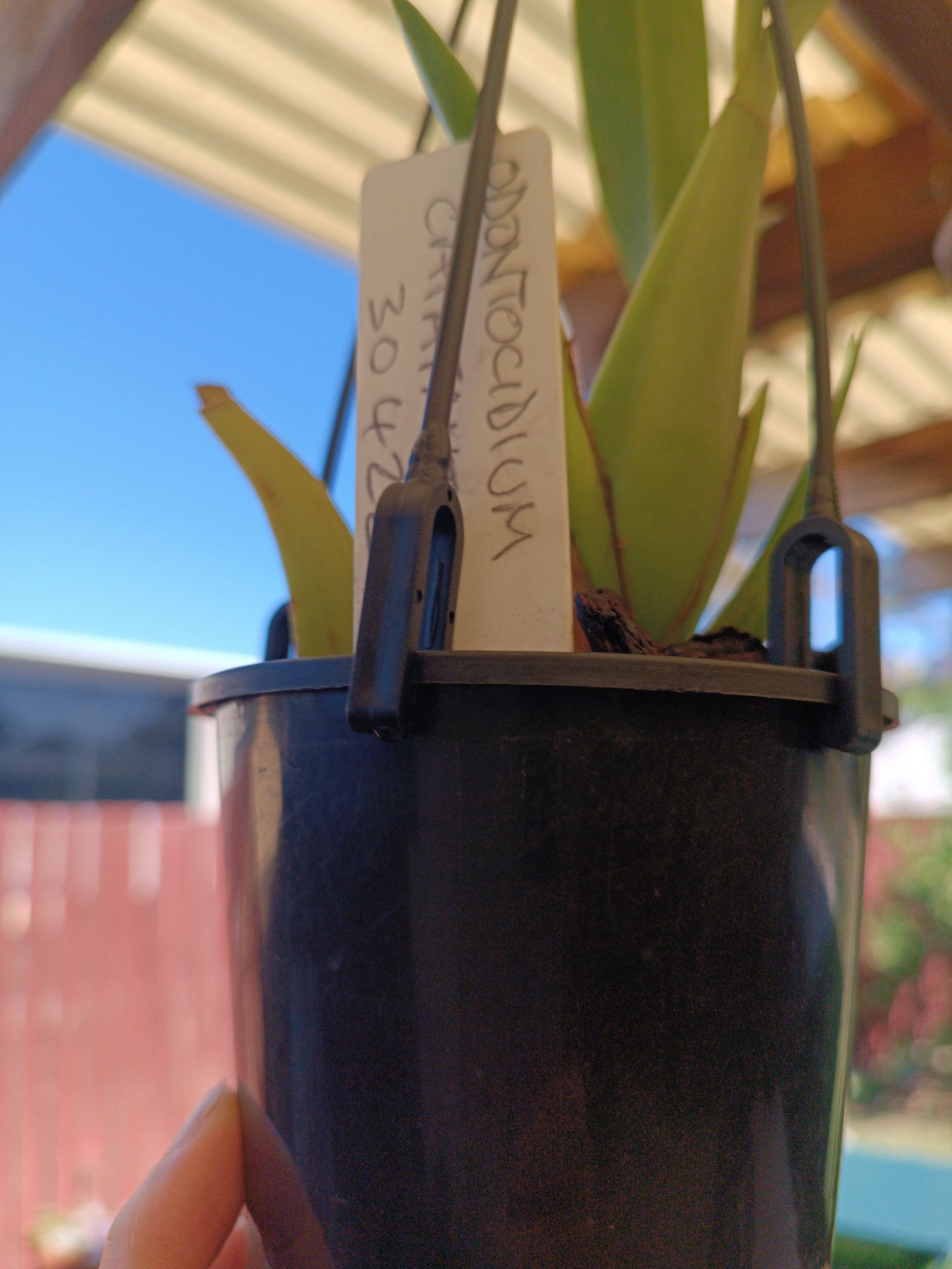 Photo of the plant species Odontocidium Catatante 'Pacific Sun Spots' by @NobleLecanora named Anne on Greg, the plant care app