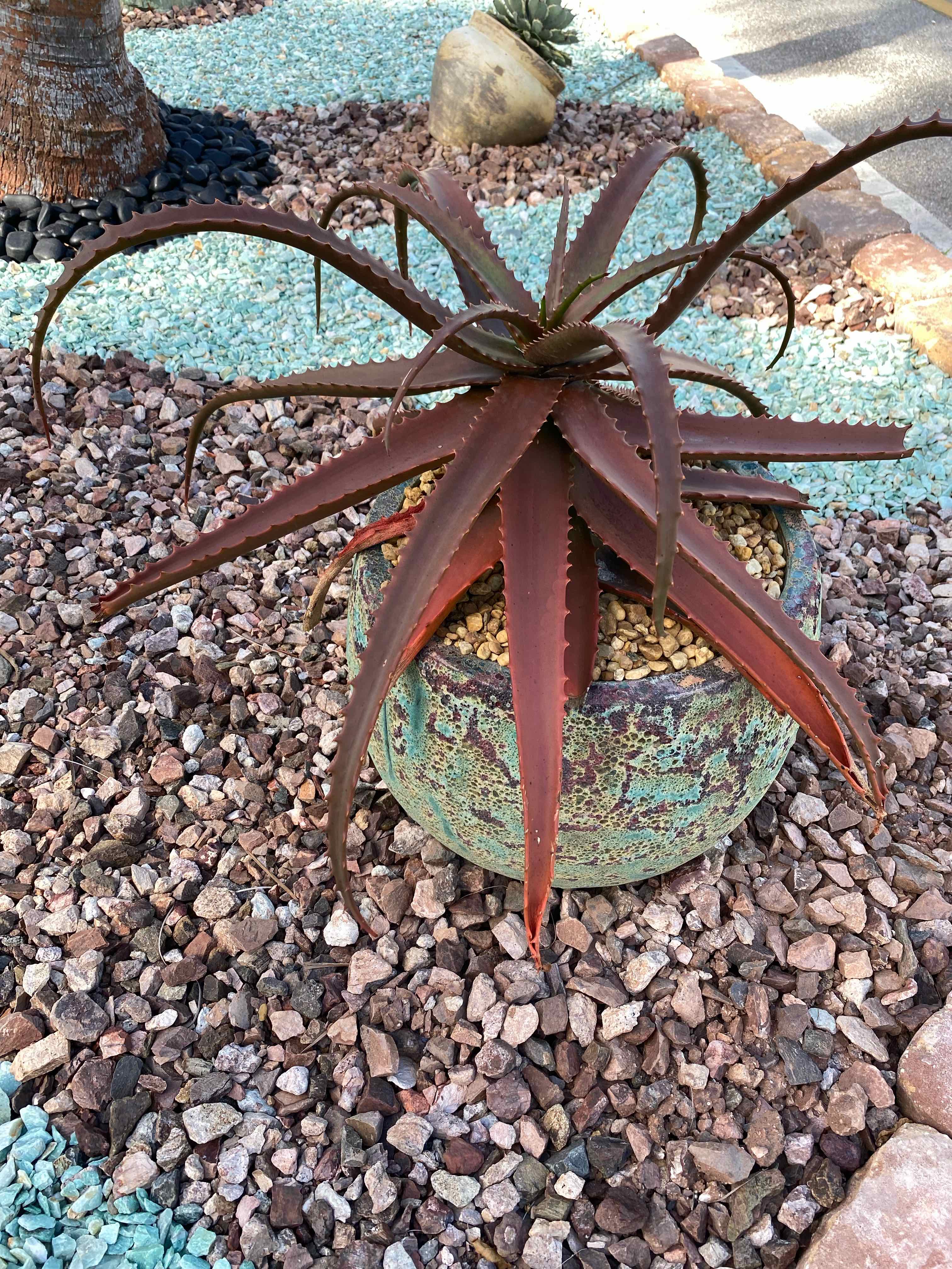 Photo of the plant species red octopus by @MightyMelon named Plato on Greg, the plant care app