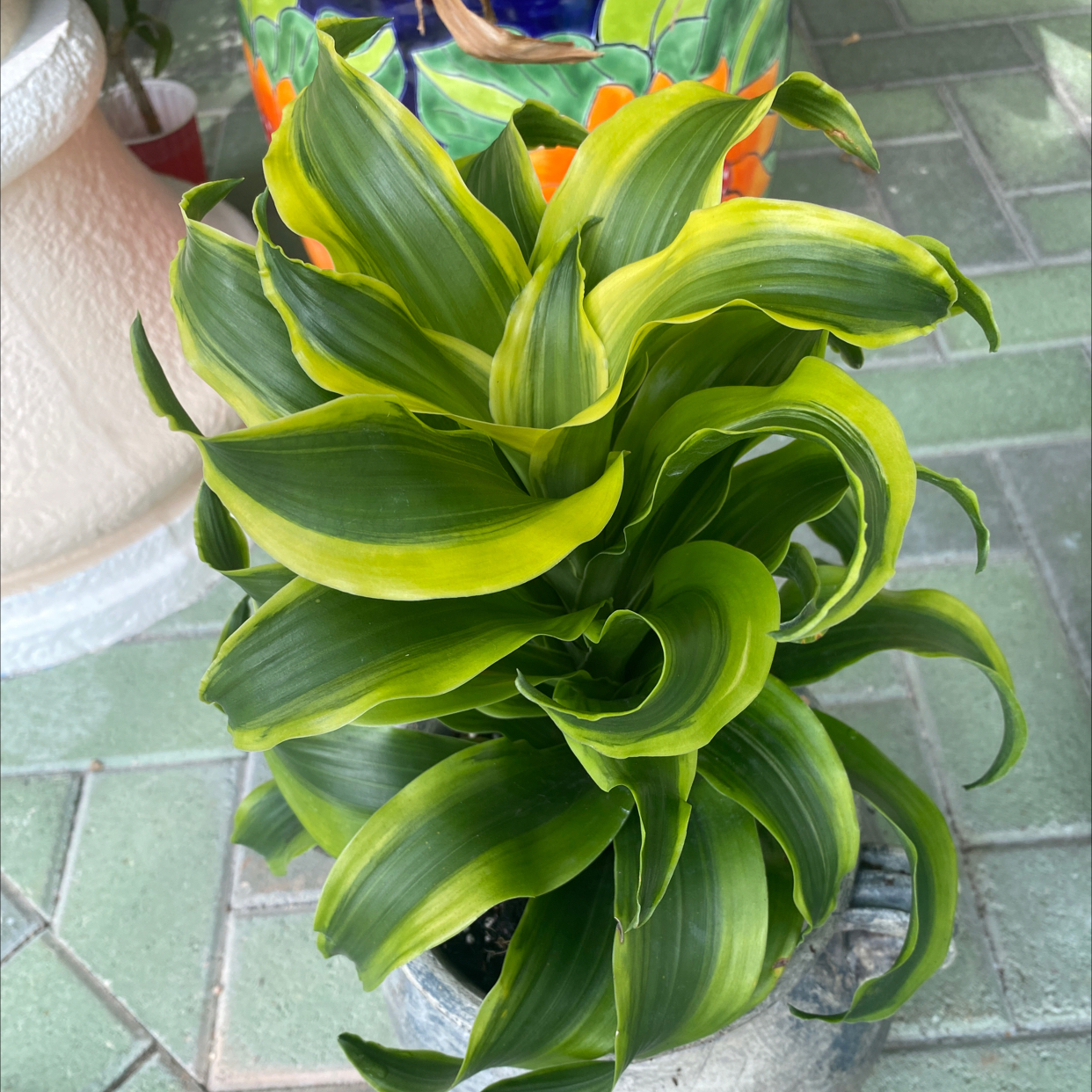 Image of a Twister plant with vibrant green leaves and some yellowing at the edges, well-framed and centered.