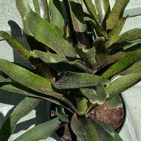 Photo of the plant species Bromeliad Neoregelia 'Donger' by @MightyMelon named Xena on Greg, the plant care app