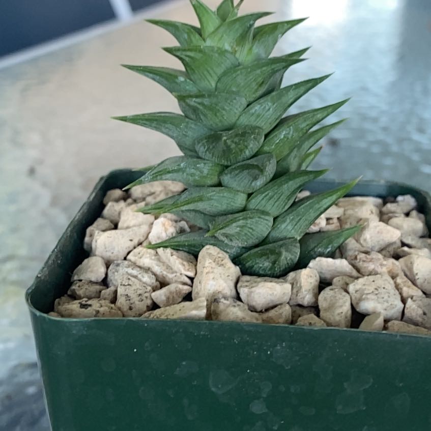 Photo of the plant species Woolly torch by @MightyMelon named Kendall on Greg, the plant care app