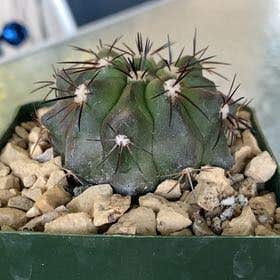 Photo of the plant species Copiapoa humilis 'Tenuissima' by @MightyMelon named Emerson on Greg, the plant care app