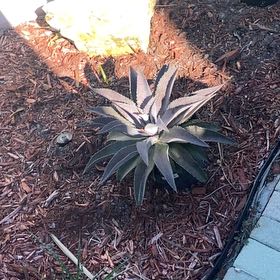 Photo of the plant species Mangave 'Tooth Fairy' by @MightyMelon named Planty on Greg, the plant care app