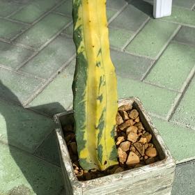 Plant care for Columnar Cactus on Greg, the plant care app