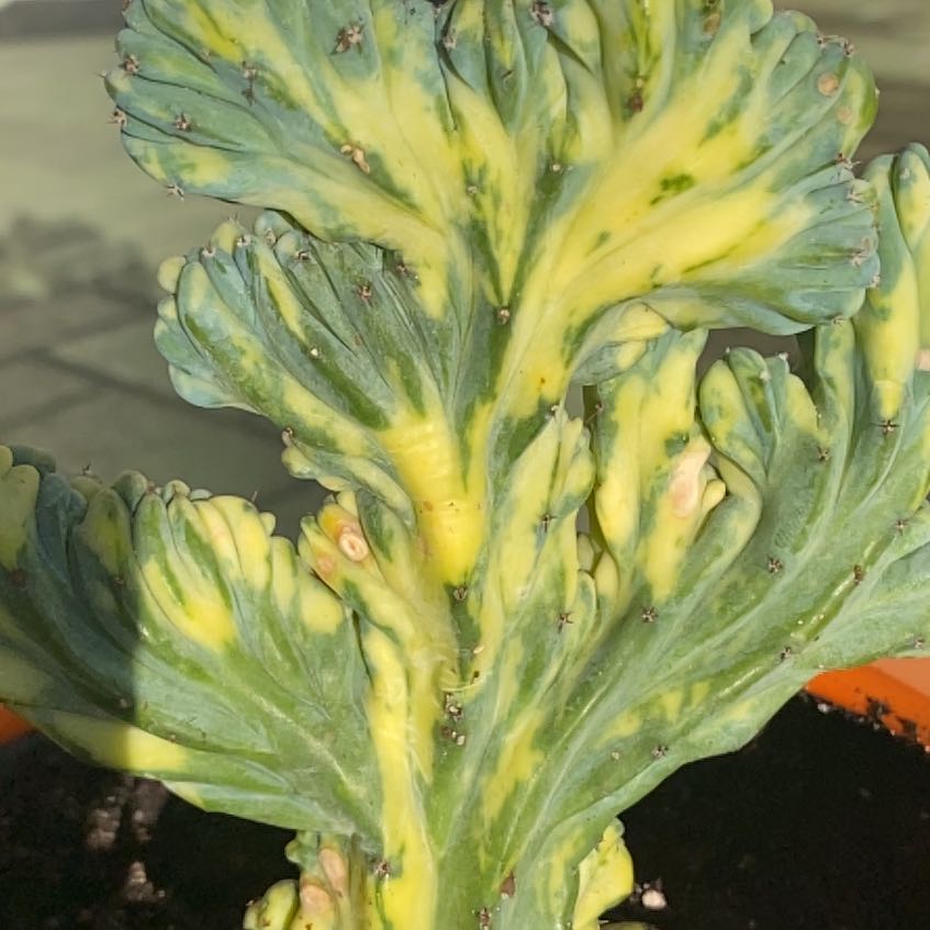 Photo of the plant species Variegated Crested Blue Flame Cactus by @MightyMelon named Anne on Greg, the plant care app