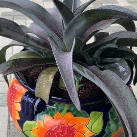 Photo of the plant species Mangave 'Mission to Mars' by @MightyMelon named Marilyn on Greg, the plant care app
