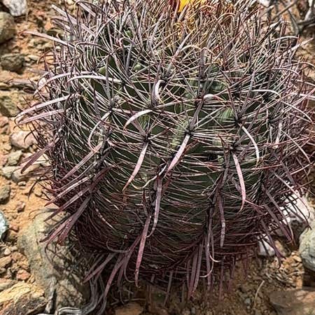 Photo of the plant species Compass Barrel Cactus by @SupremeRichweed named Pax on Greg, the plant care app