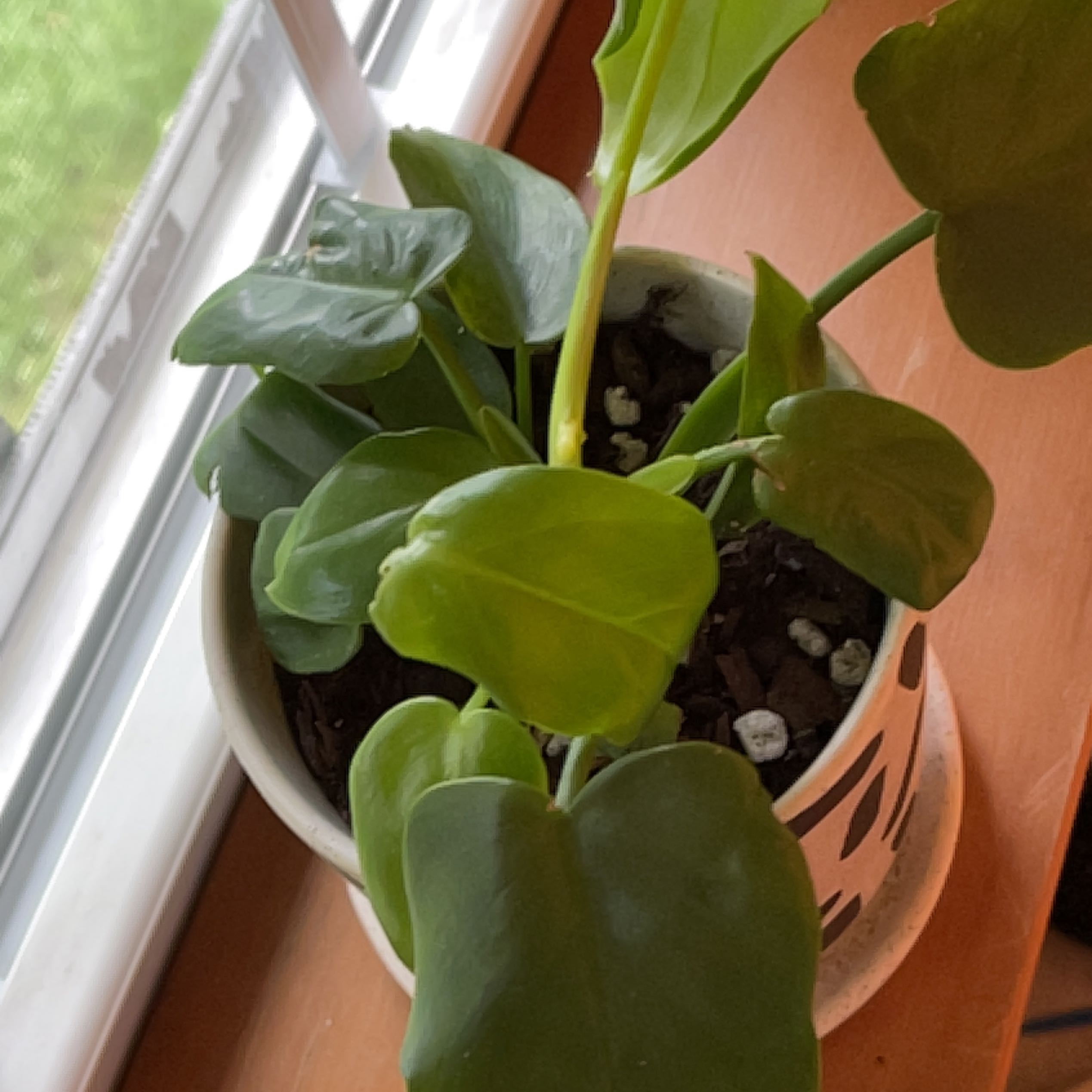 Philodendron Gold Violin plant in a pot near a window with healthy green leaves.
