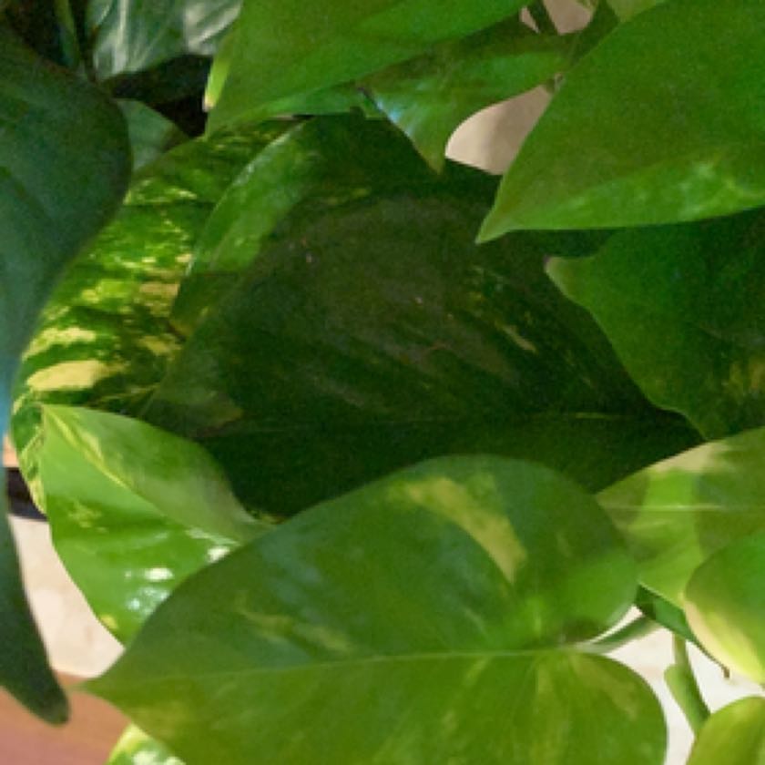 Morgan Treeman | A plant by @TemperateMoss on Greg