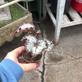Photo of the plant species Bohemian Sedge by @FearlessPapaya named Achilles on Greg, the plant care app