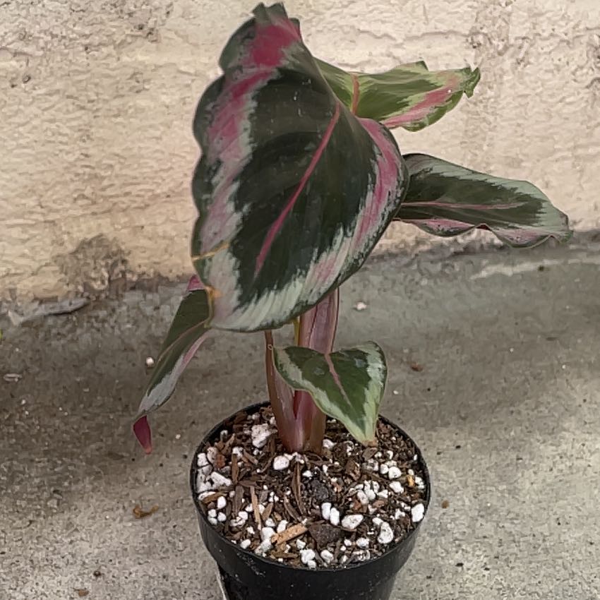 Photo of the plant species Black Rose Calathea by @Sioshl named Peter Parker on Greg, the plant care app