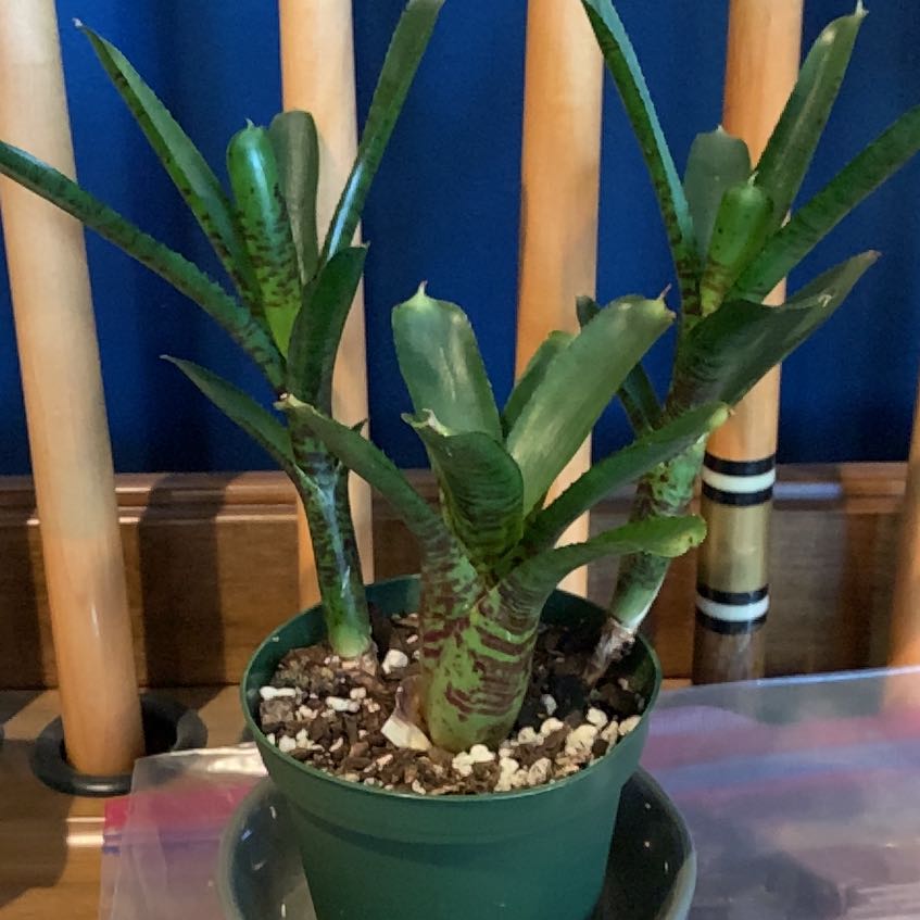 Photo of the plant species Assorted Neoregelia by @ZanyPaleyucca named Wee Willy on Greg, the plant care app