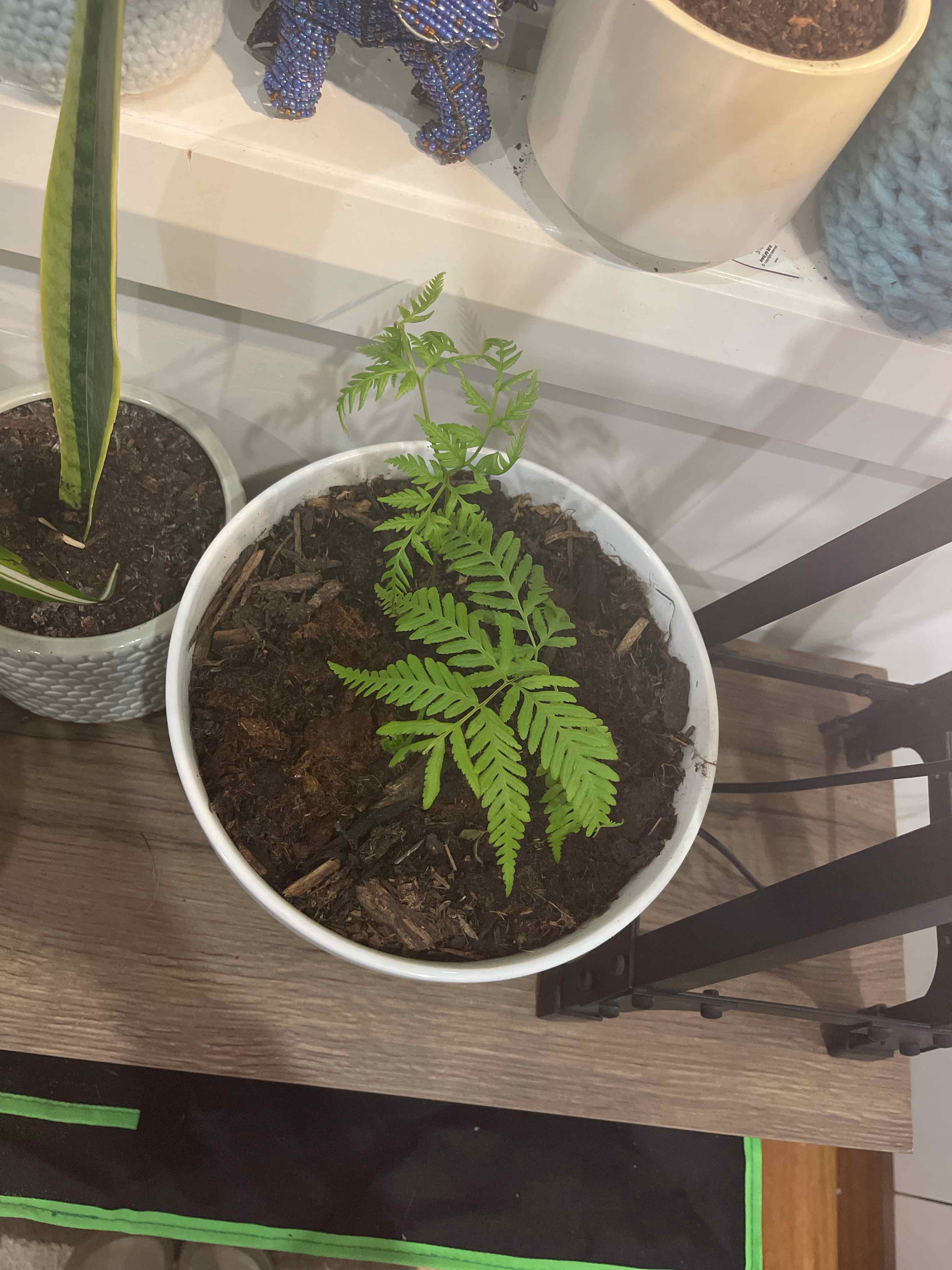 Plant care for Fraser's Brake on Greg, the plant care app