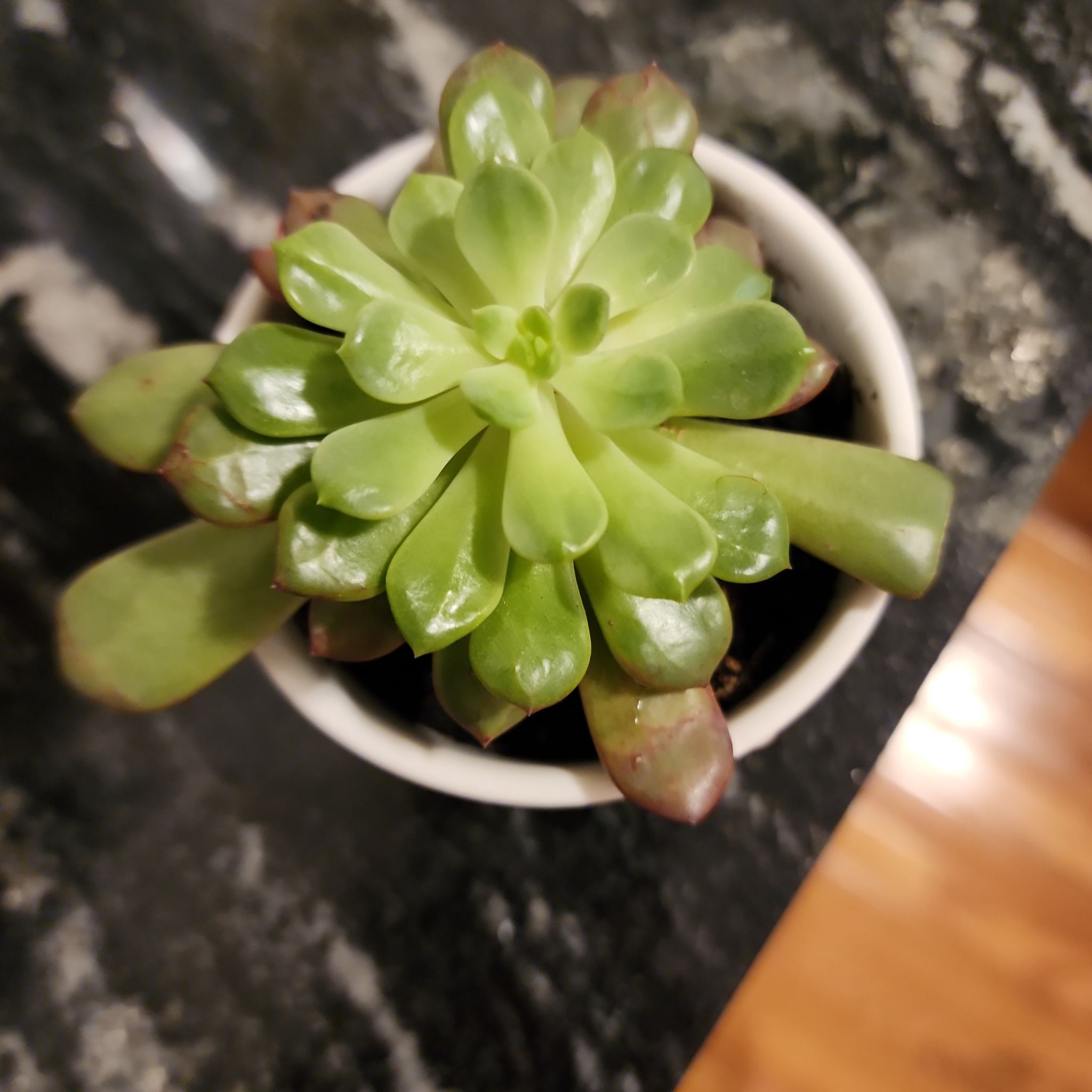 Graptoveria 'Bashful™' succulent in a white pot with some browning leaf tips.