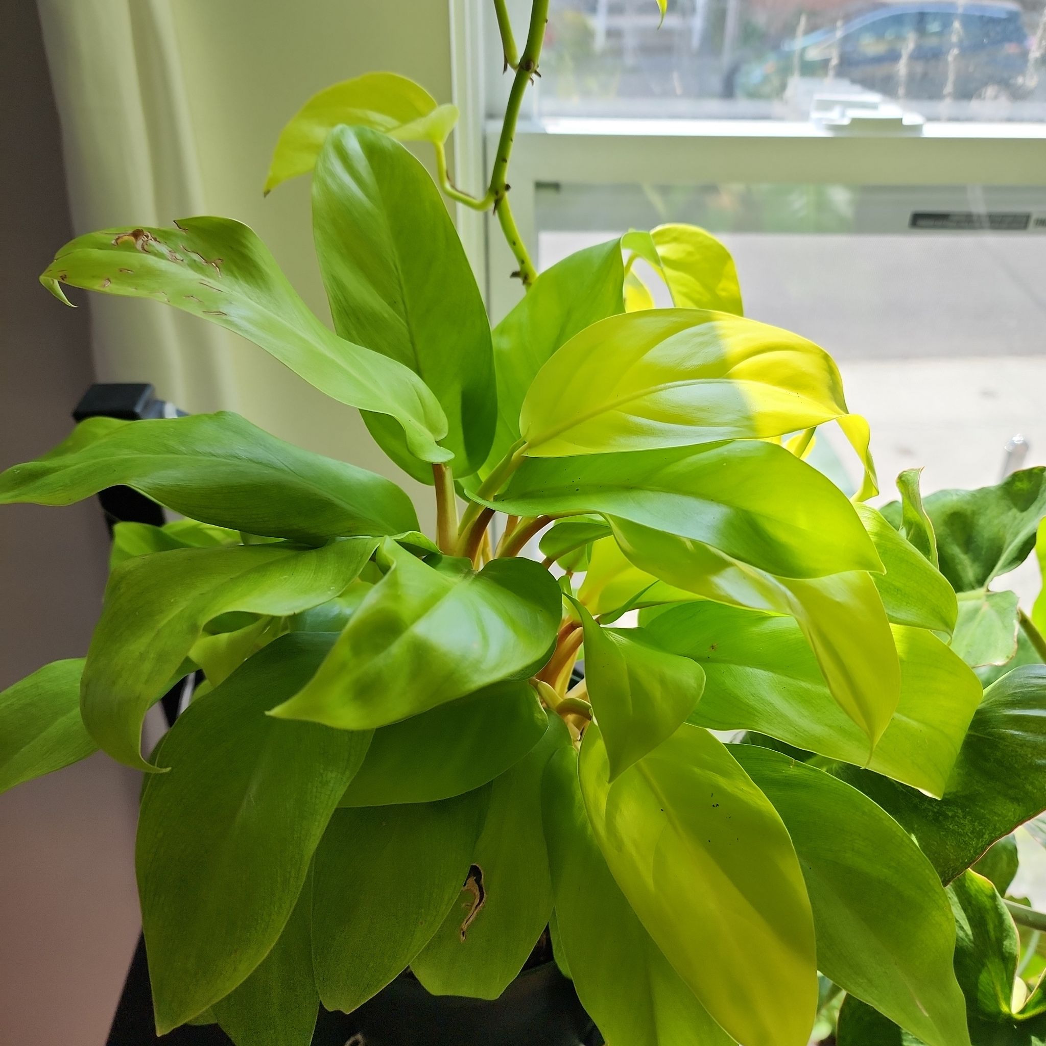Philodendron 'Malay Gold' plant with vibrant green and yellow leaves, slight browning at edges.