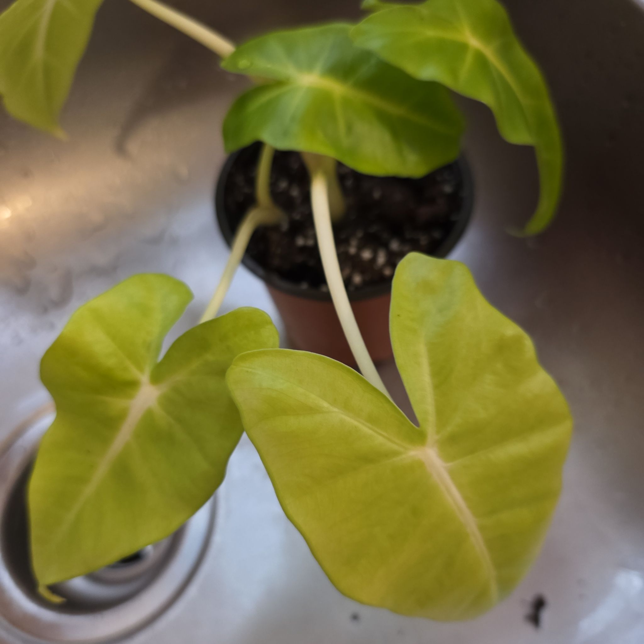 Photo of the plant species Alocasia Lutea by @plantfinatic named Tia on Greg, the plant care app