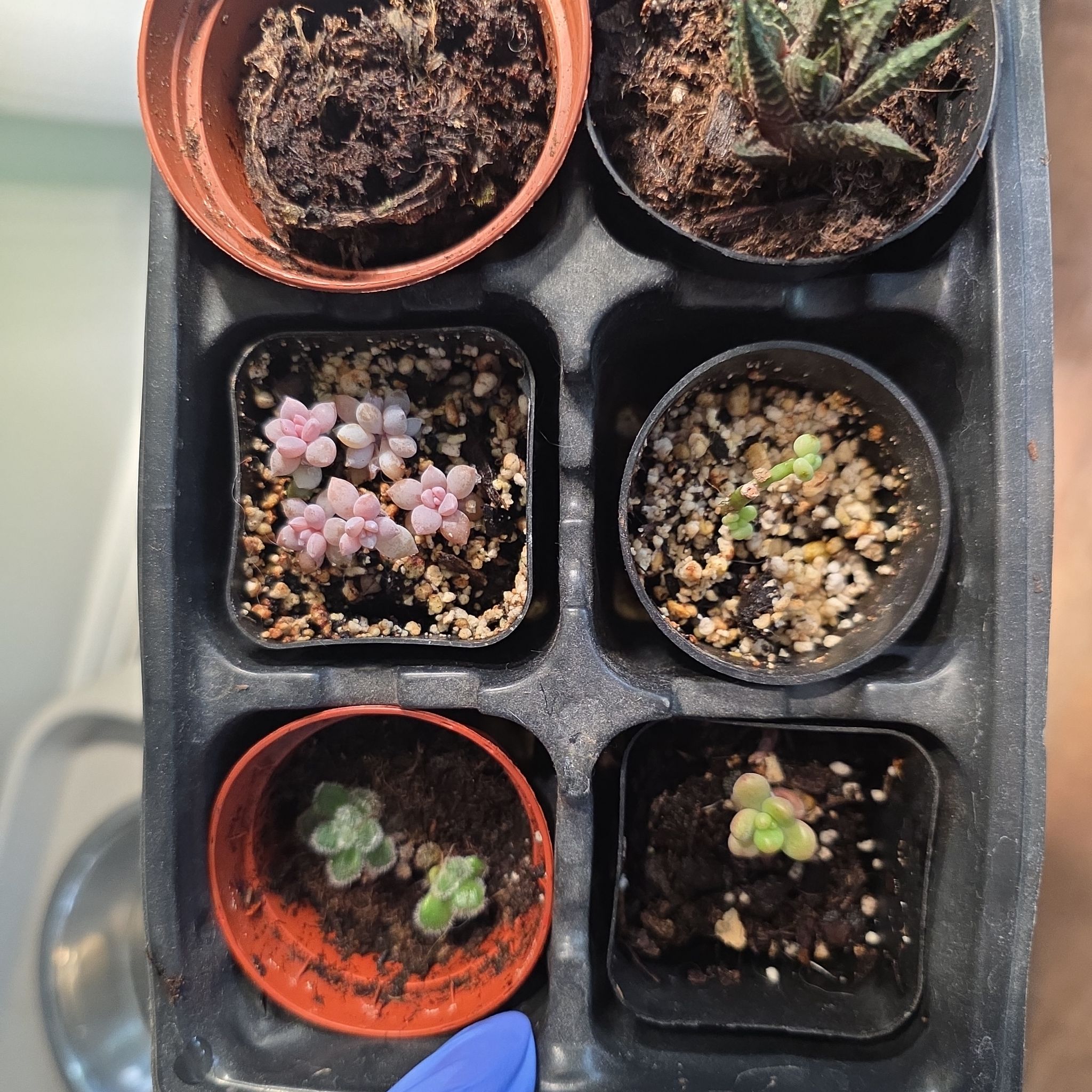 Photo of the plant species Propagaters by @plantfinatic named Propagate pots on Greg, the plant care app
