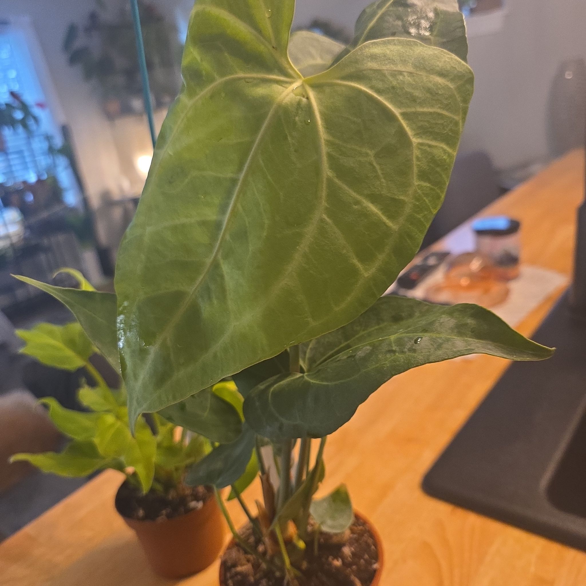 Photo of the plant species Clarinervium Anthurium by @plantfinatic named Clara on Greg, the plant care app