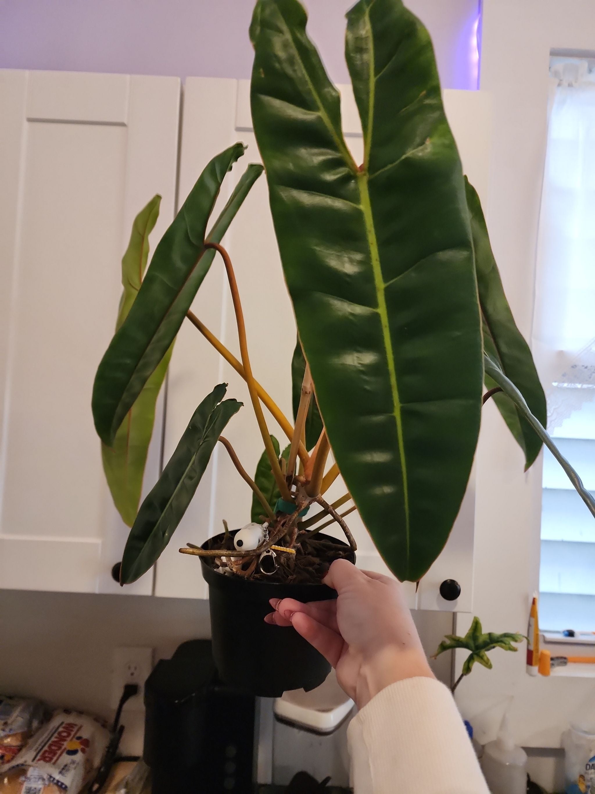 Philodendron Dean McDowell Livingroom A plant by Lilybellebloom on Greg