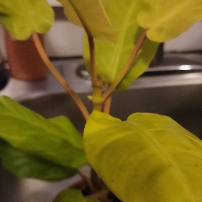 Photo of the plant species Philodendron 'Malay Gold' by @plantfinatic named Baby Luna on Greg, the plant care app