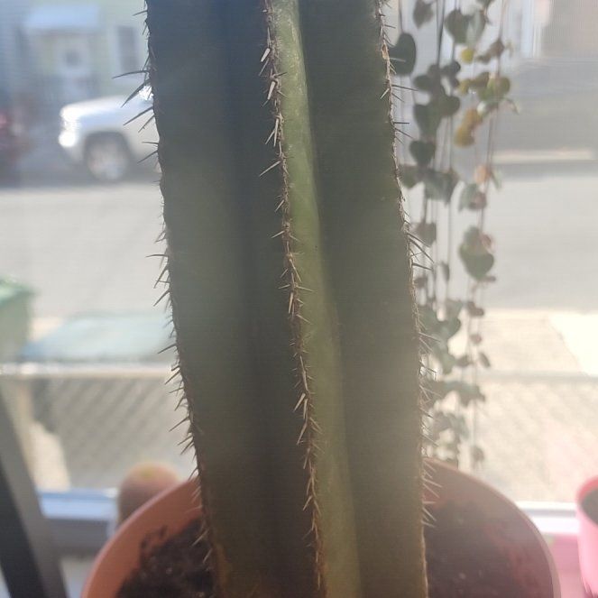 Photo of the plant species Mexican Fence Post Cactus 'Album' by @plantfinatic named Cactus Jack on Greg, the plant care app