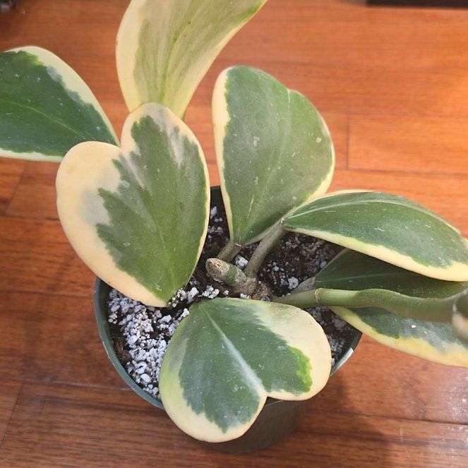 Photo of the plant species Sweetheart plant by @plantfinatic named Jana on Greg, the plant care app