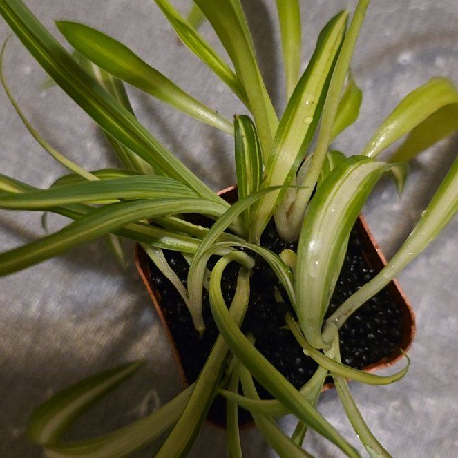 Photo of the plant species Variegated Spider Plant by @plantfinatic named Baby melody on Greg, the plant care app