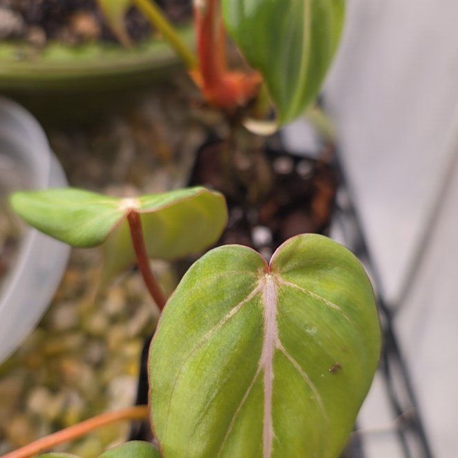 Photo of the plant species Philodendon Gloriosum by @plantfinatic named Gates on Greg, the plant care app