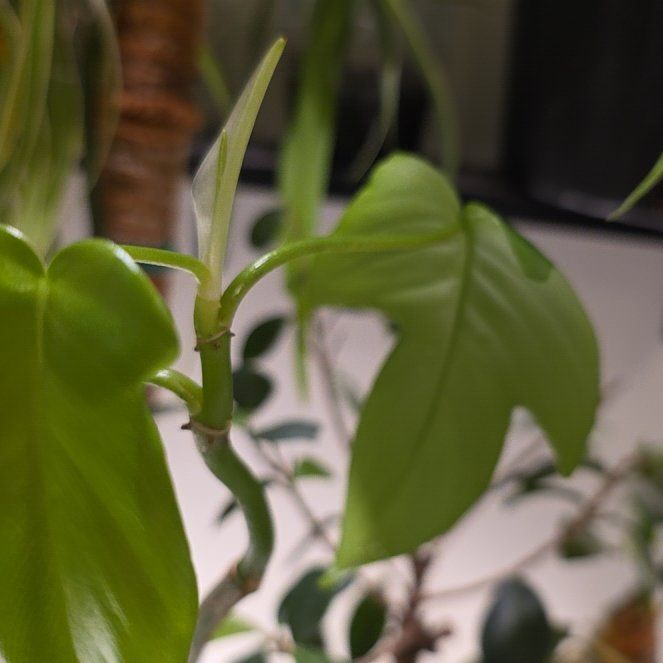 Photo of the plant species Flordia green by @plantfinatic named Baby flora on Greg, the plant care app
