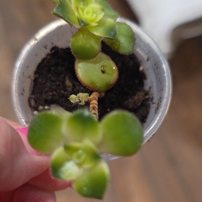 Photo of the plant species Kiwi Aeonium by @plantfinatic named Baby Elle on Greg, the plant care app
